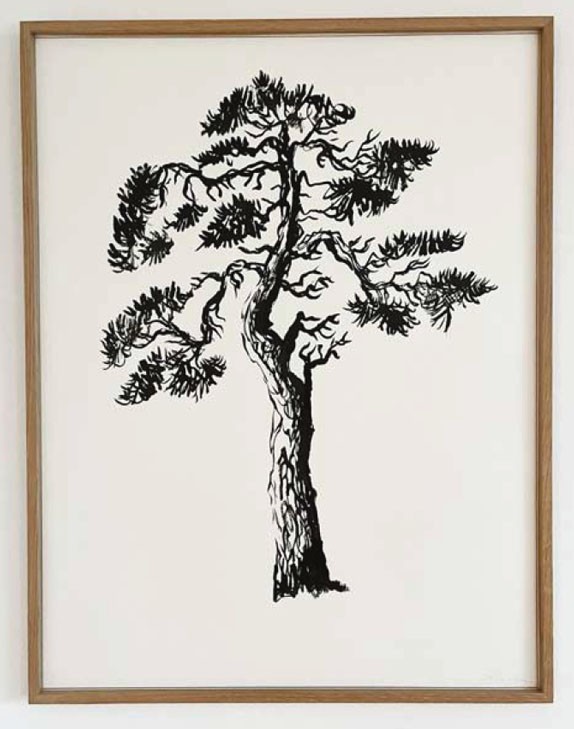 Pinus solo